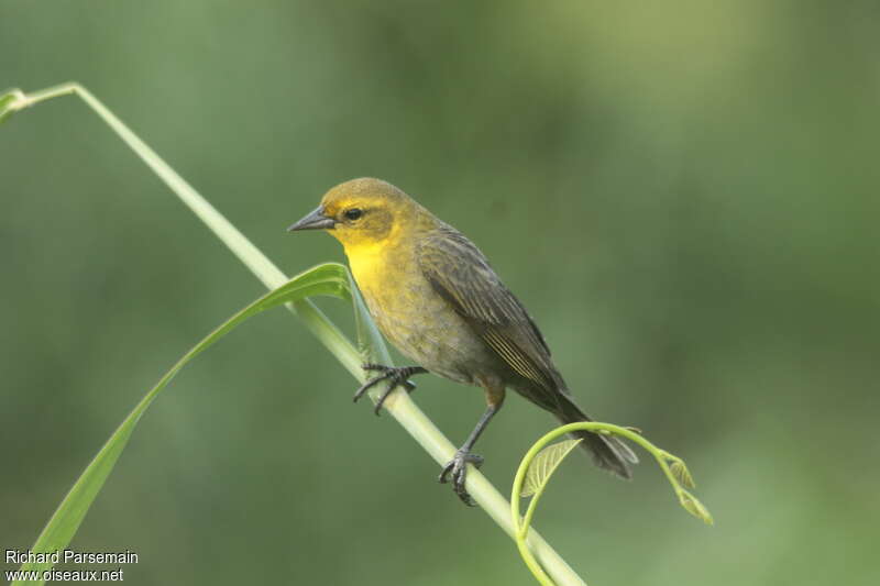 Yellow-hooded Blackbird female adult, identification