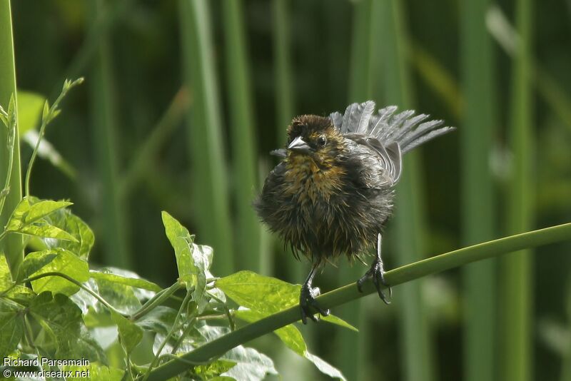 Yellow-hooded Blackbirdadult