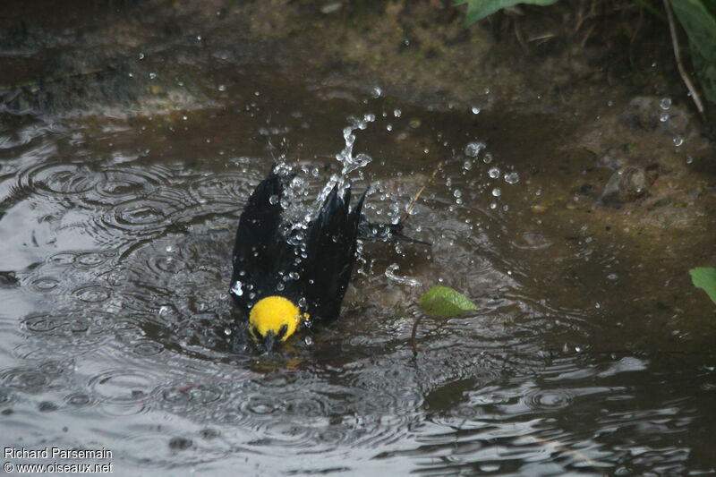 Yellow-hooded Blackbird