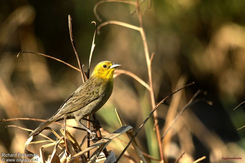 Yellow-hooded Blackbirdadult