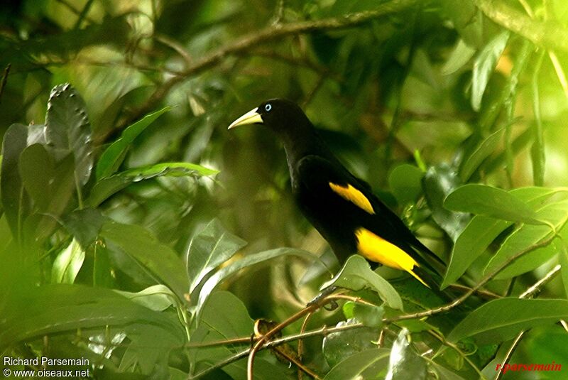 Yellow-rumped Caciqueadult