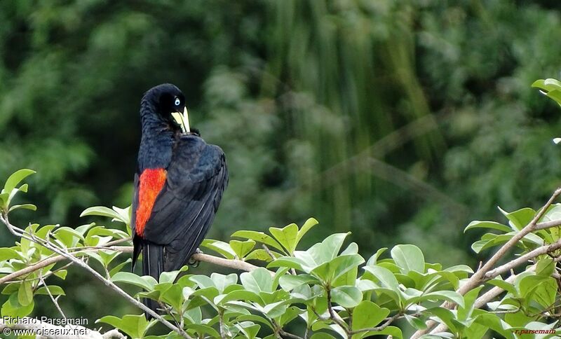 Red-rumped Caciqueadult