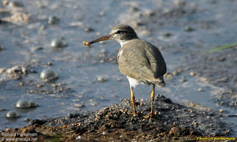 Spotted Sandpiperadult