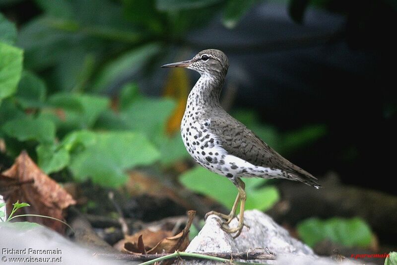 Spotted Sandpiperadult