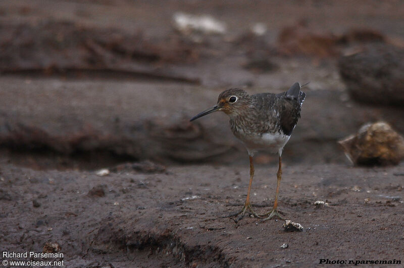 Solitary Sandpiperadult