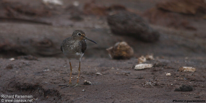 Solitary Sandpiperadult