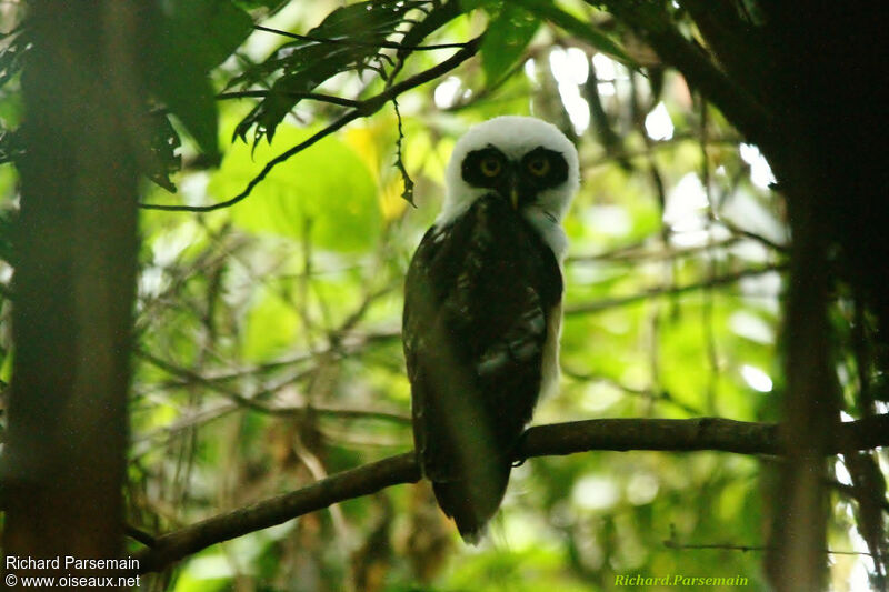 Spectacled Owljuvenile