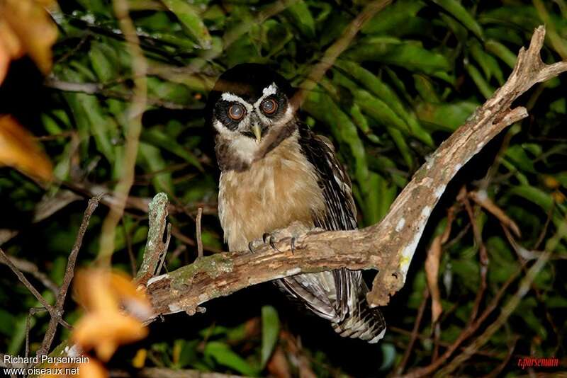 Spectacled Owladult