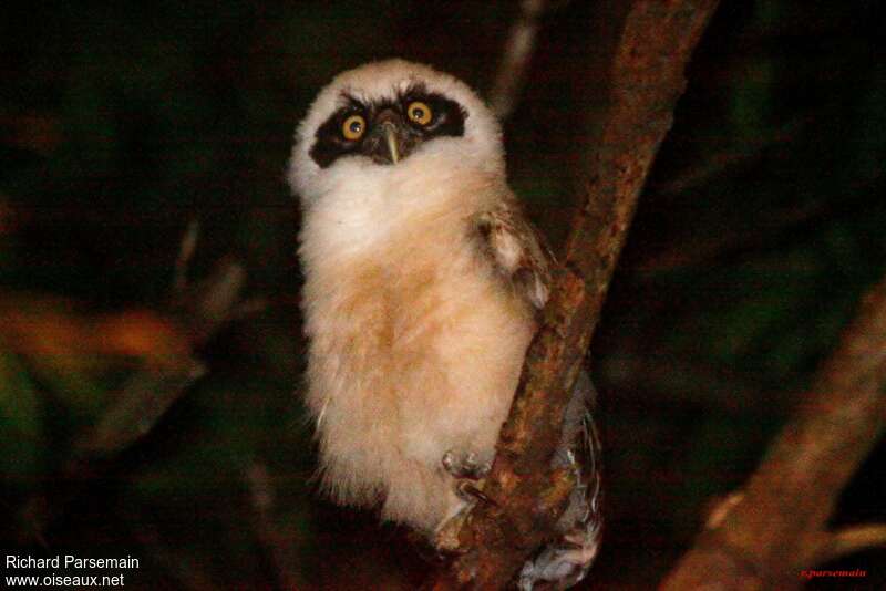 Spectacled OwlPoussin