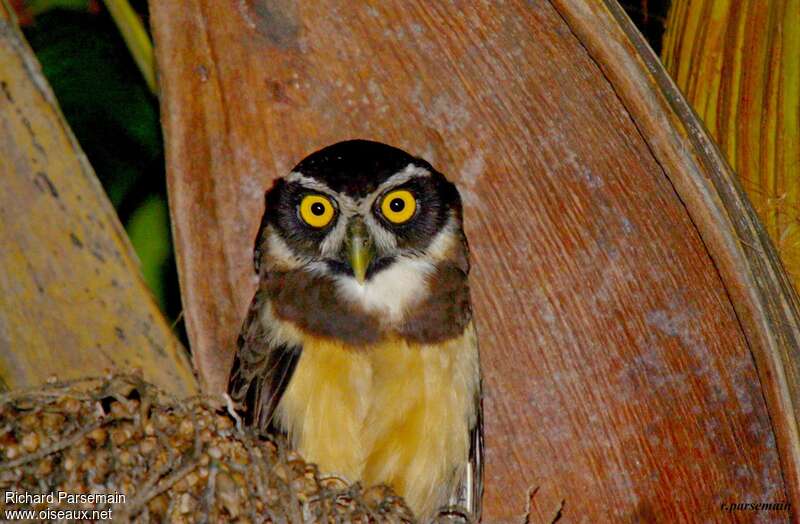 Spectacled Owladult, close-up portrait