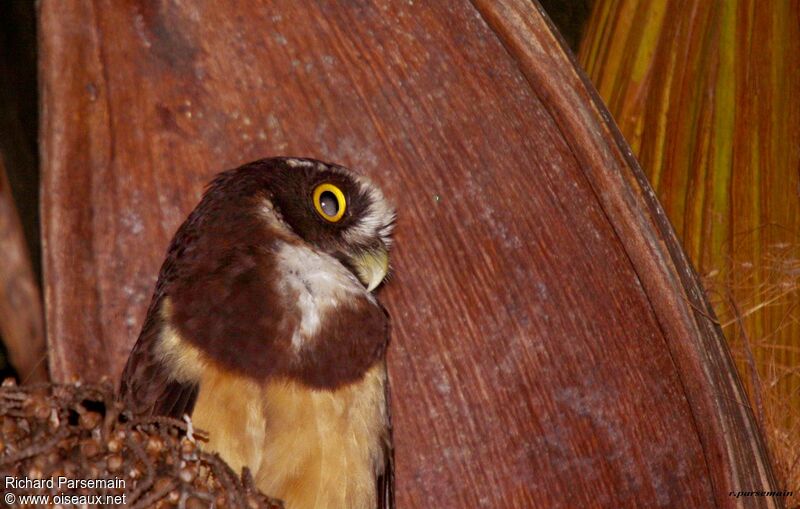 Spectacled Owladult