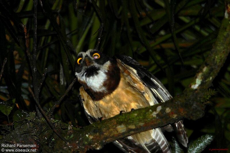 Spectacled Owladult