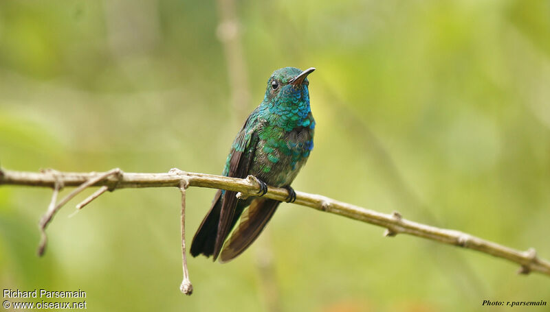 Colibri à menton bleu mâle adulte