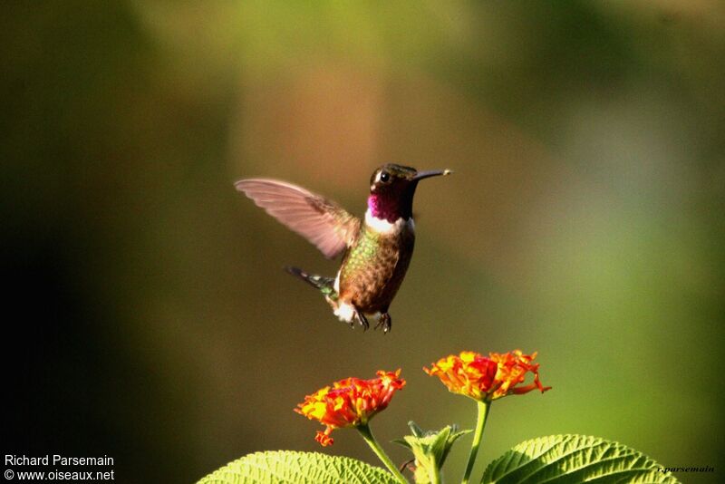 Colibri améthysteadulte