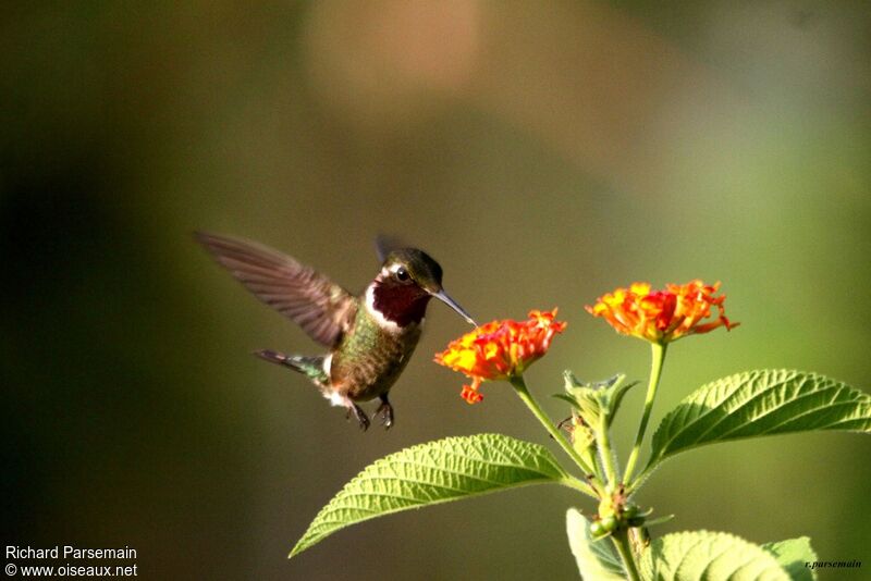 Colibri améthysteadulte