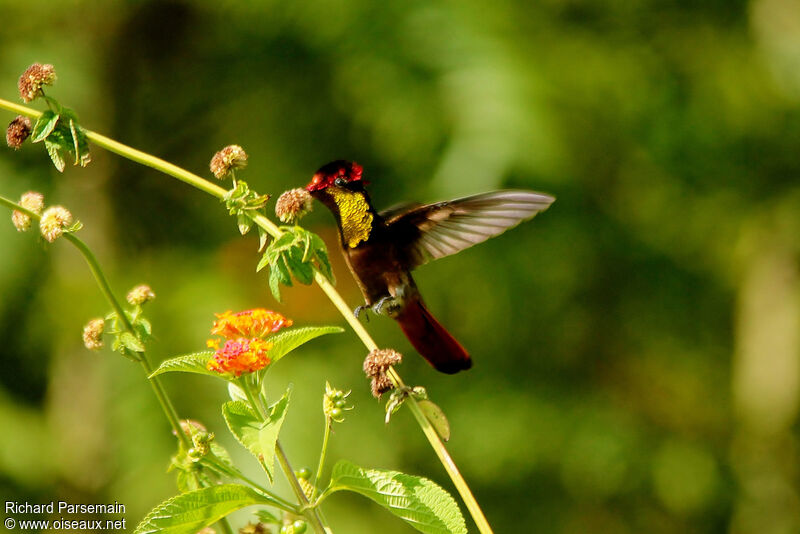 Colibri rubis-topaze mâle adulte