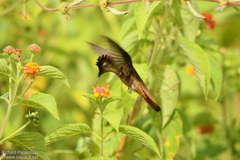 Colibri rubis-topaze mâle adulte