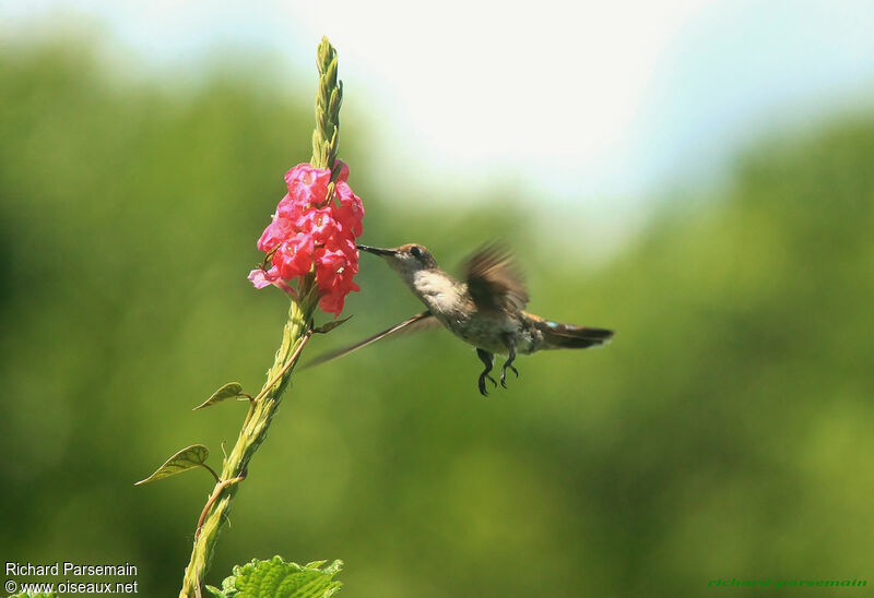 Colibri rubis-topaze femelle adulte