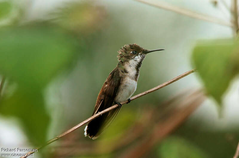 Colibri rubis-topaze mâle juvénile, identification