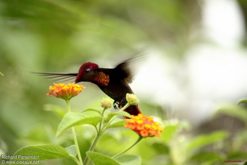 Colibri rubis-topaze mâle adulte