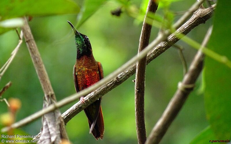 Colibri topaze mâle adulte