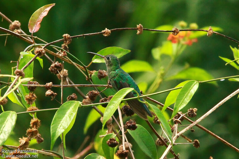 Green-tailed Goldenthroatadult