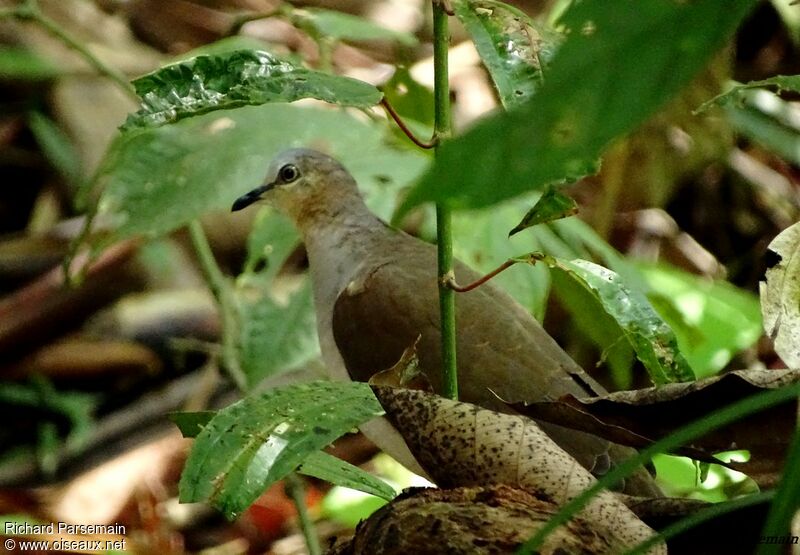 Grey-fronted Doveadult