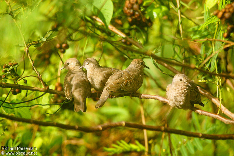 Colombe à queue noireadulte