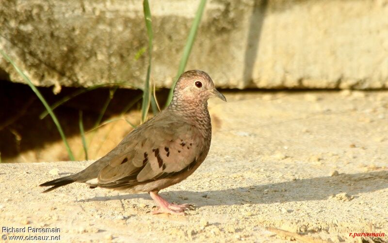 Common Ground Doveadult