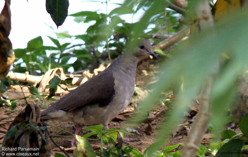 White-tipped Doveadult, walking