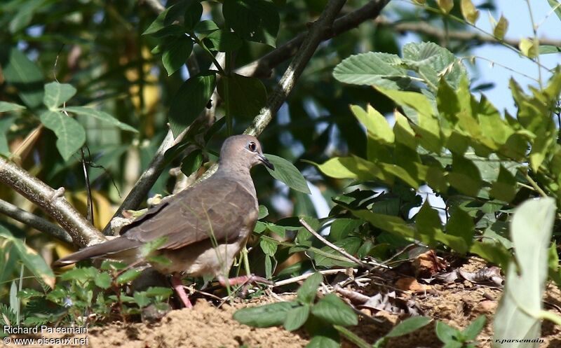 White-tipped Doveadult, walking