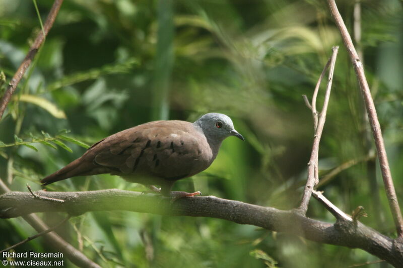 Ruddy Ground Doveadult