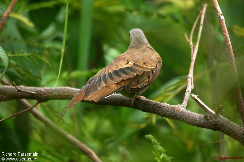 Ruddy Ground Doveadult