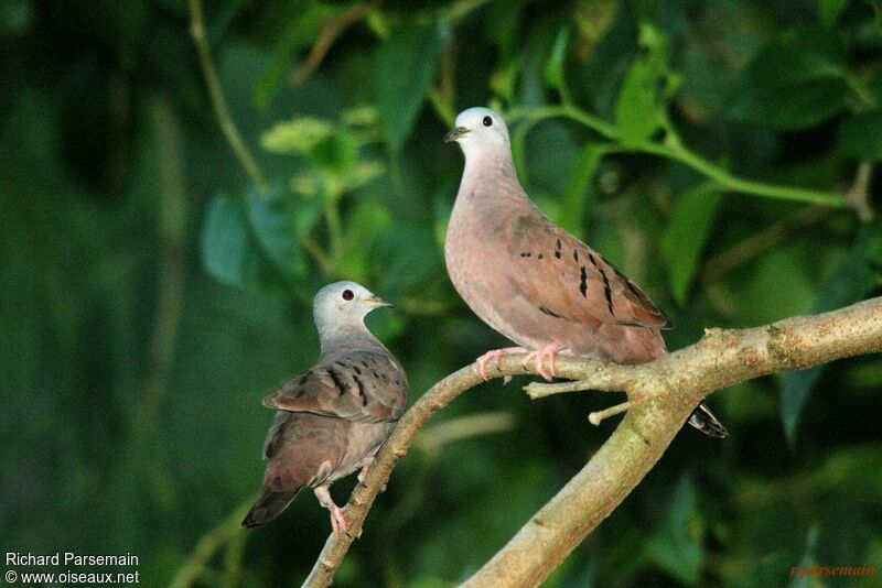 Ruddy Ground Dove adult