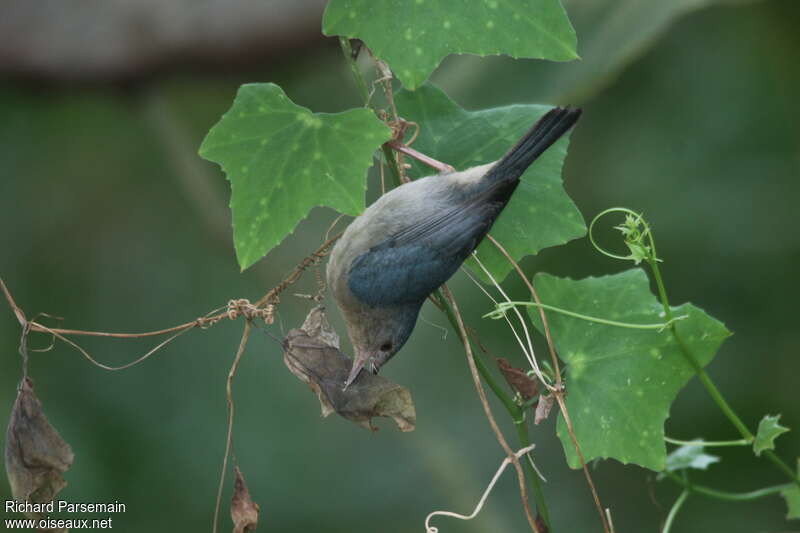 Bicolored Conebilladult, eats, Behaviour