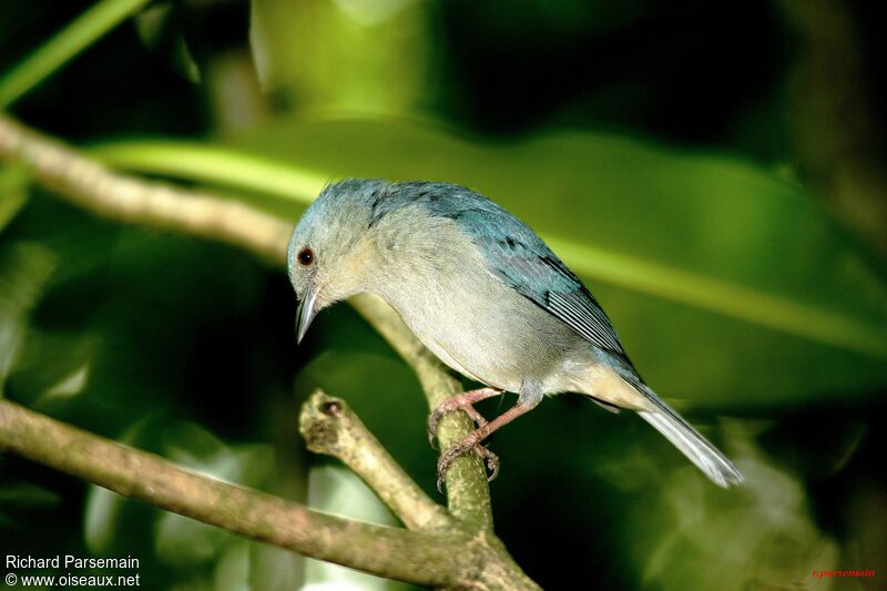 Bicolored Conebill