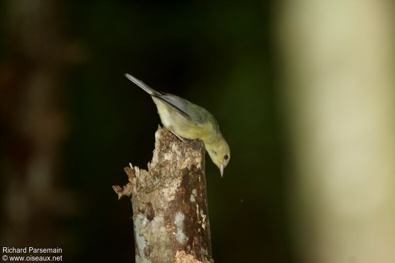 Bicolored Conebilljuvenile