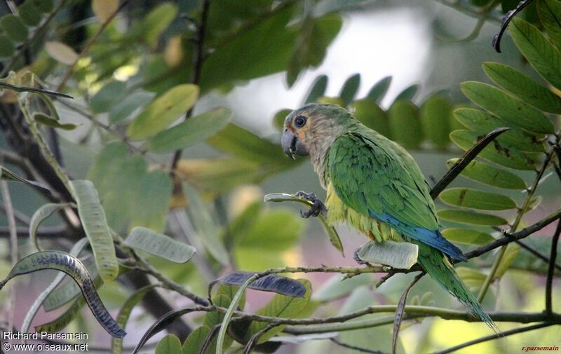 Brown-throated Parakeetadult, eats