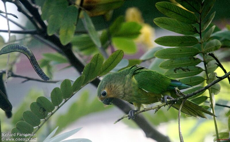 Brown-throated Parakeetadult