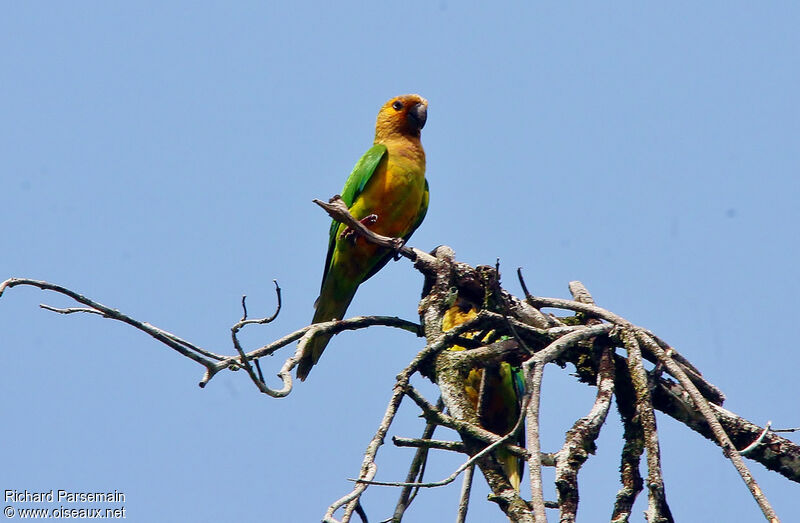 Brown-throated Parakeetadult