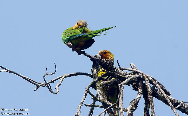 Brown-throated Parakeetadult