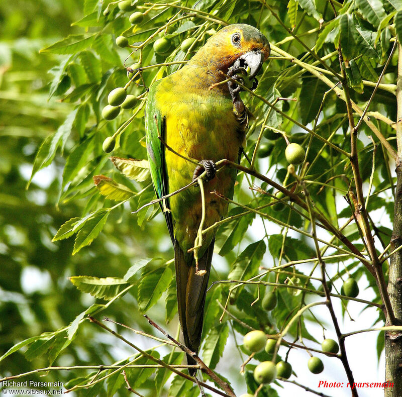 Conure cuivréeadulte