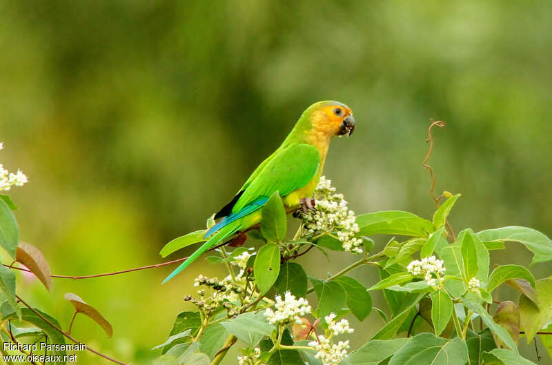 Conure cuivréeadulte, identification