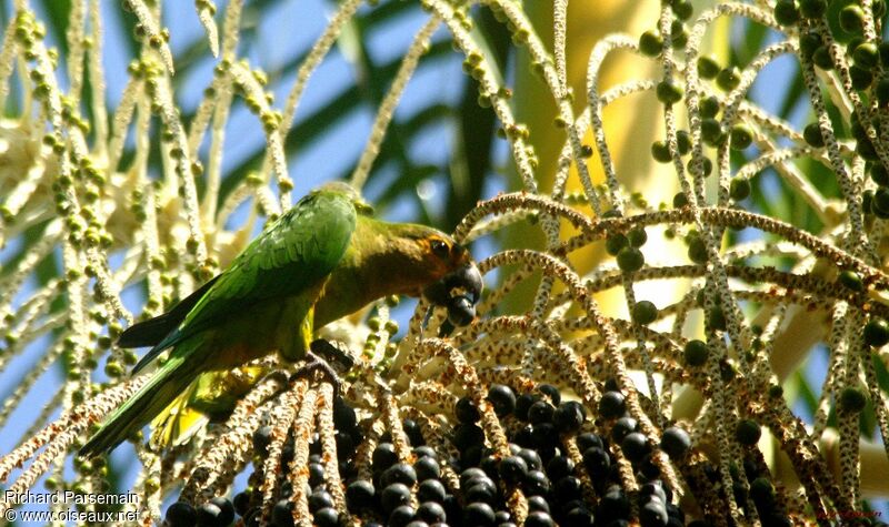 Brown-throated Parakeetadult