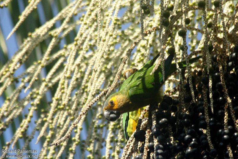 Brown-throated Parakeetadult