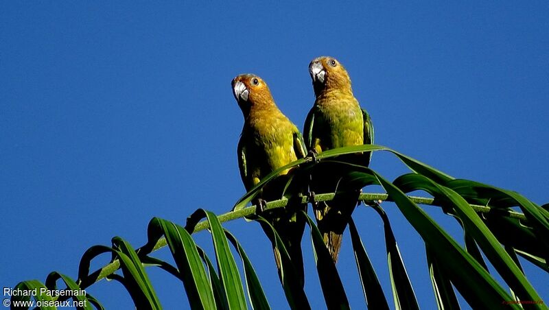 Conure cuivrée