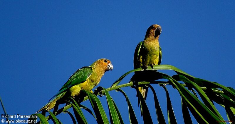 Brown-throated Parakeet