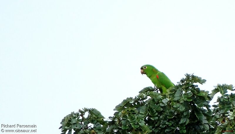 White-eyed Parakeet