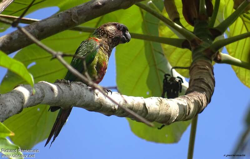 Conure versicoloreadulte, identification