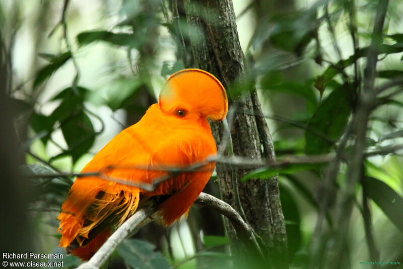 Guianan Cock-of-the-rock male adult